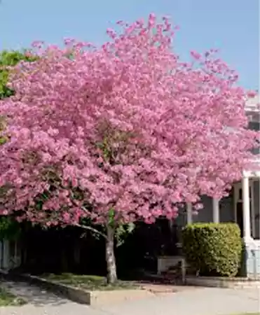 Pink Trumpet Tree