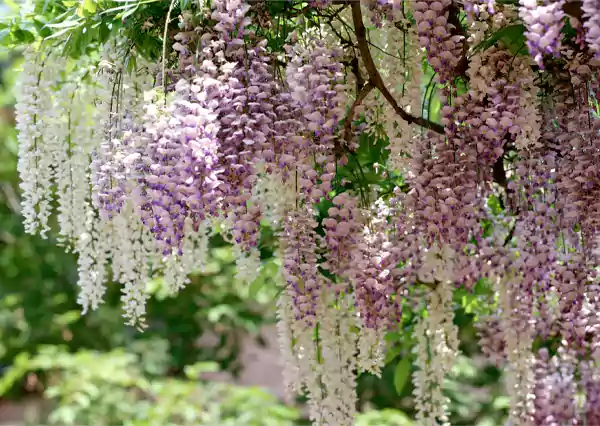 Pink Wisteria