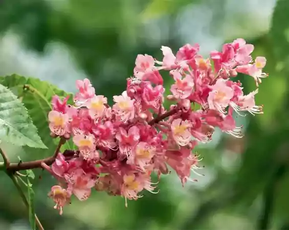 Red Horse Chestnut