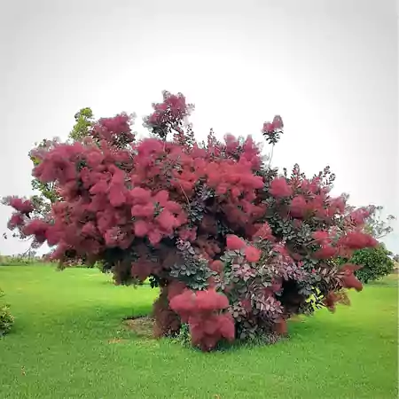 Smoke Tree