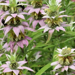 Spotted Beebalm