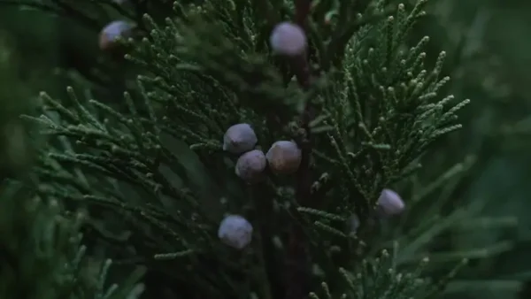 Thuja-1