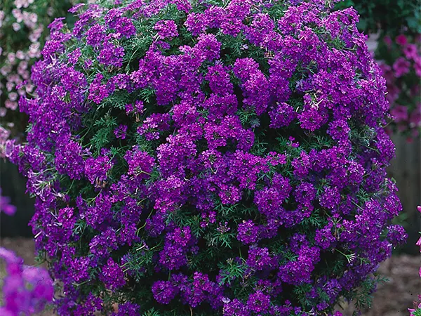 Verbena Flowering Plant