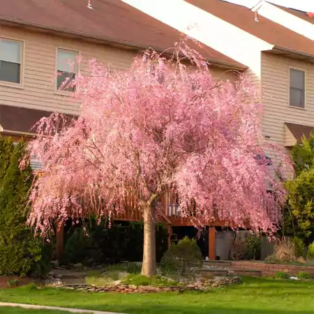 Weeping Cherry Tree