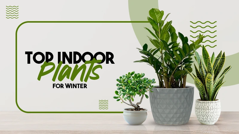 top indoor plants for winter