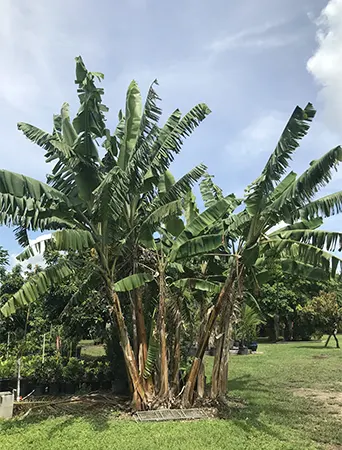 Apple Banana Tree