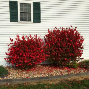 Burning Bush Euonymus Shrubs