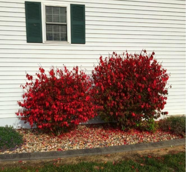 Burning Bush Euonymus Shrubs