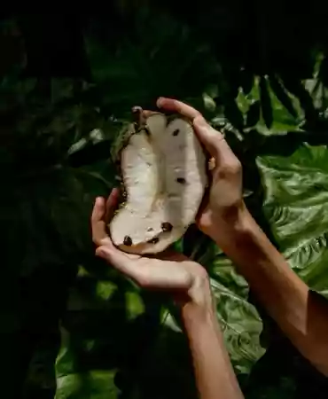 Chopped slice of Soursop fruit