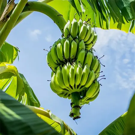 French Plantain Banana