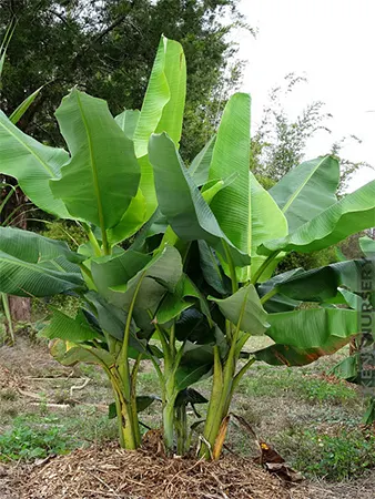 Musa balbisiana