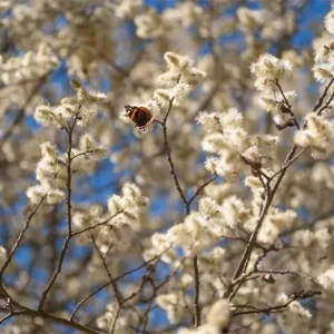 Pussy Willow Images