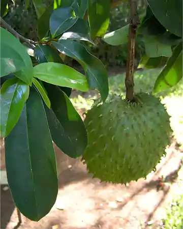 Scientific classification of Soursop