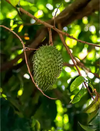 Soursop plantation