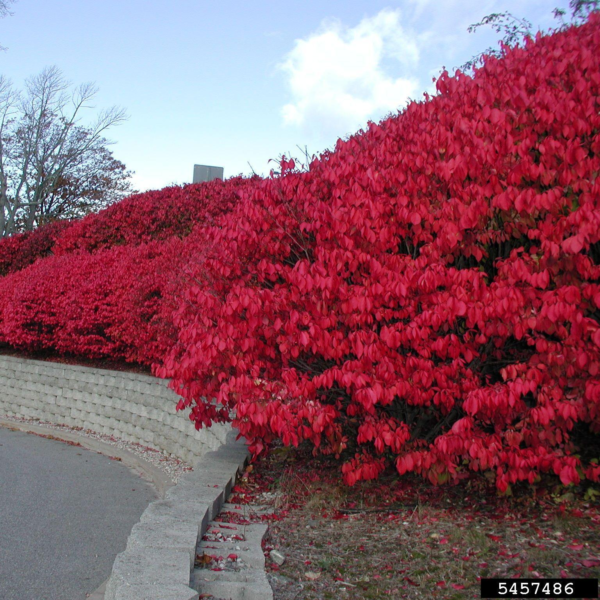 Burning Bush Plant: The Fiery Red Euonymus Alatus - Image 3