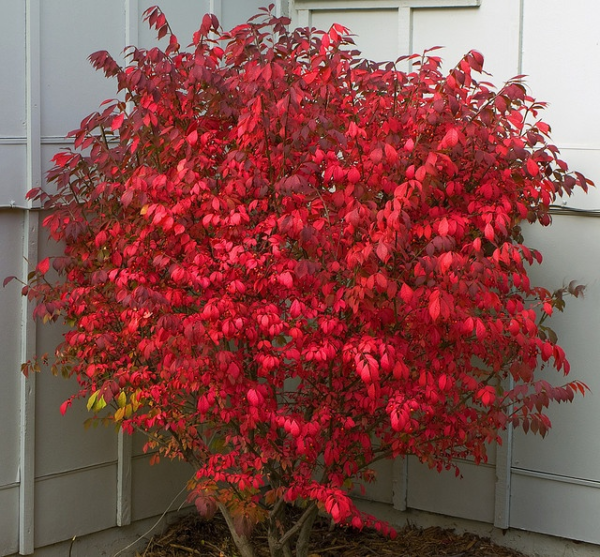 Burning Bush Plant: The Fiery Red Euonymus Alatus - Image 2