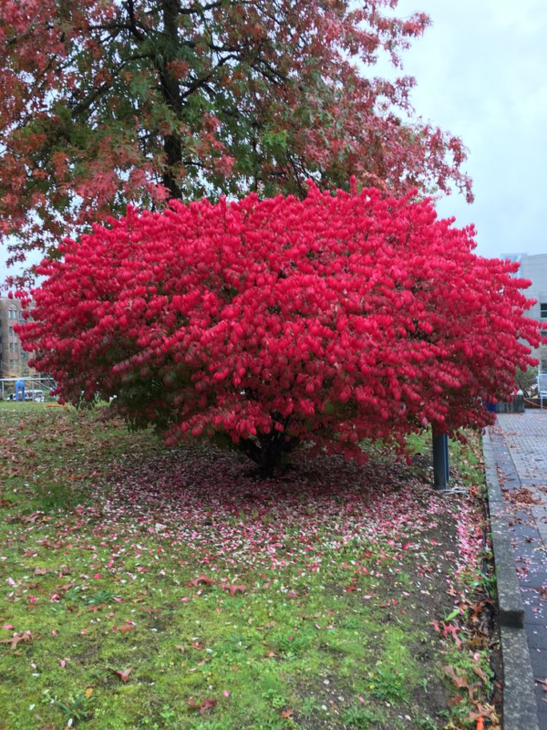 Burning Bush Plant: The Fiery Red Euonymus Alatus - Image 5