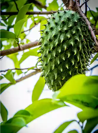 Unripe Soursop fruit