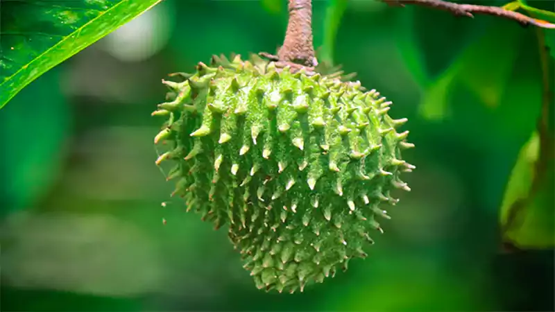 d-Soursop