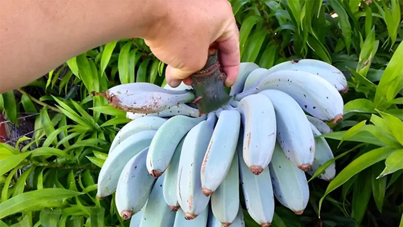 d-blue java banana