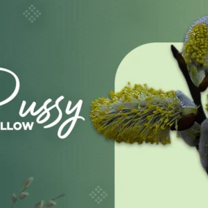 pussy willows