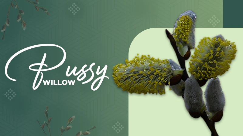 pussy willows