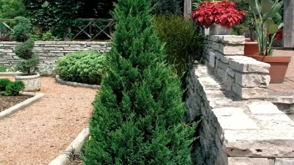 Blue Point Juniper