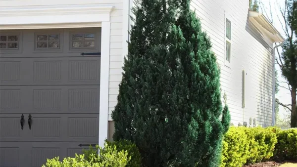 Blue Point Juniper