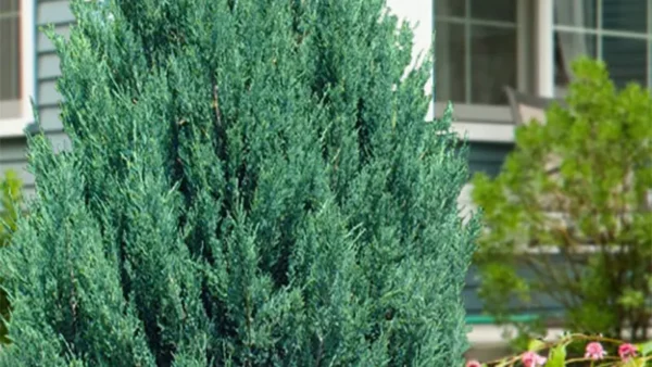 Blue Point Juniper