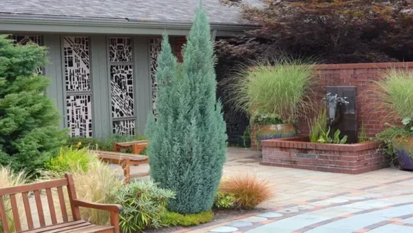 Blue Point Juniper