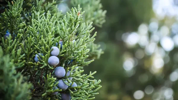 Blue Point Juniper