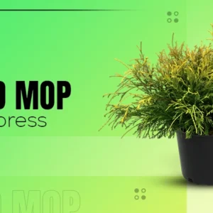Gold Mop Cypress