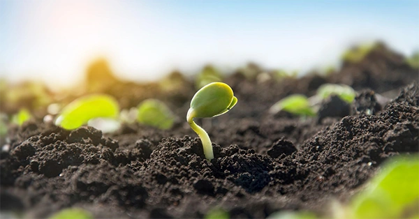Improved Soil Health