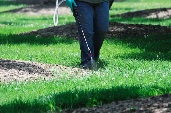 Long-Term Lawn Health
