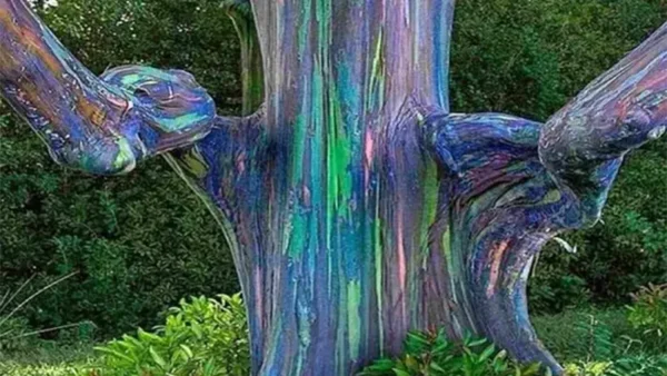 Rainbow Eucalyptus Image