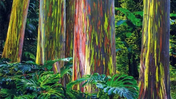 Rainbow Eucalyptus Image