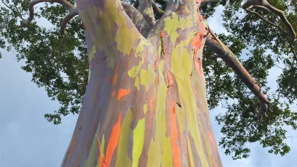 Rainbow Eucalyptus Image