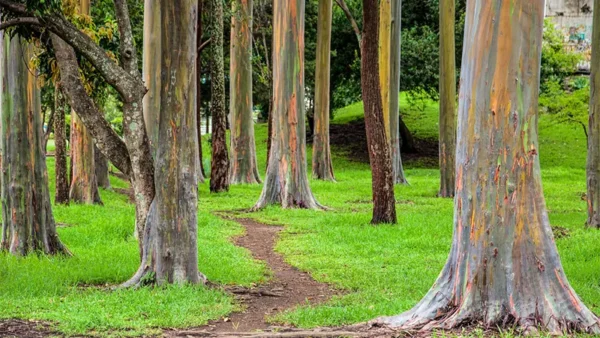 Rainbow Eucalyptus Image