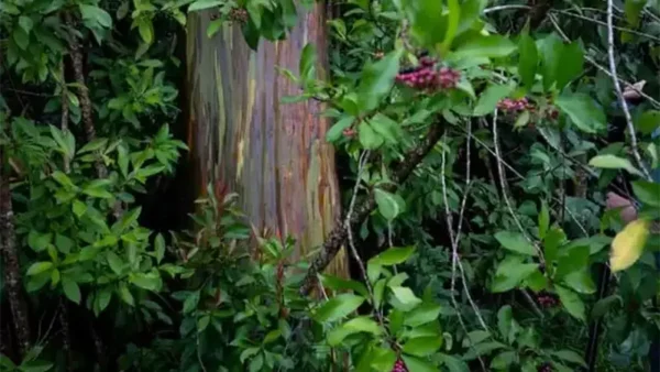 Rainbow Eucalyptus Image