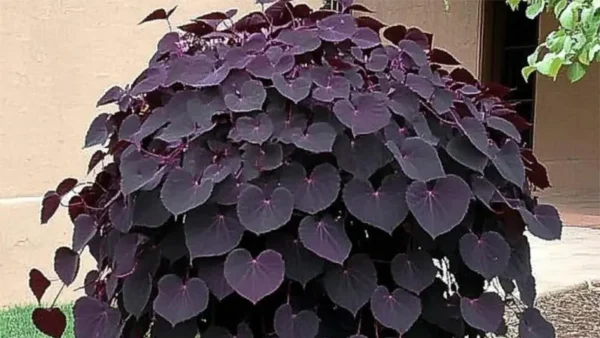 Ruby Falls redbud Image