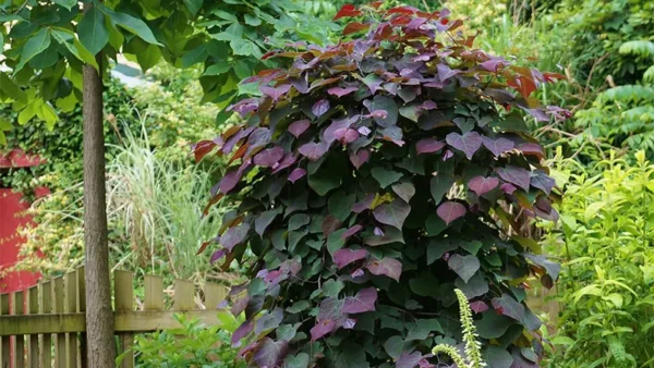 Ruby Falls redbud Image