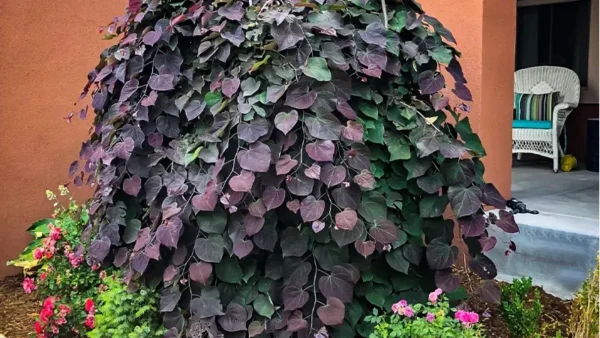 Ruby Falls redbud Image