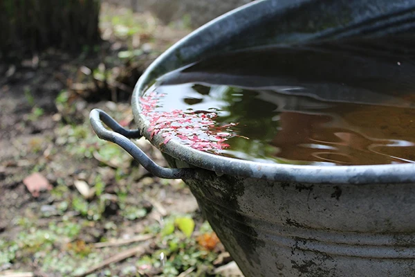 Water harvesting System