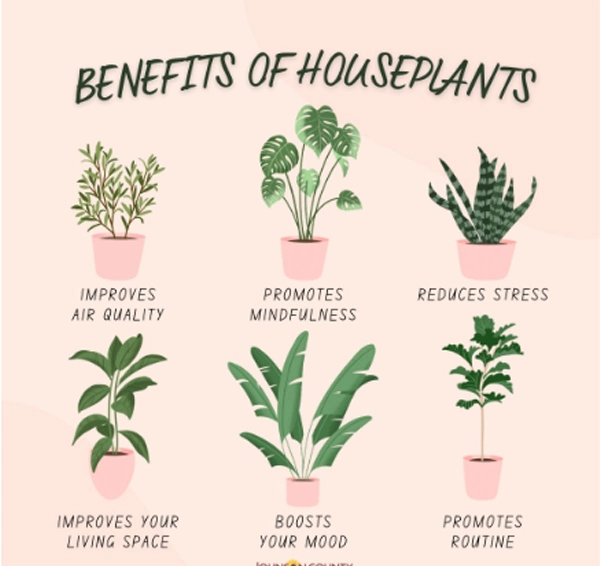 benefits of the houseplants.