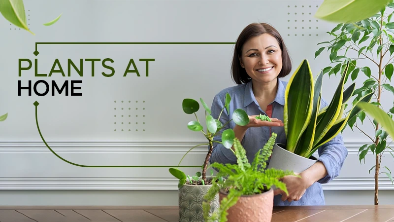 health benefits of keeping plants at home