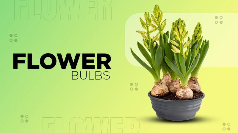 planting flower bulbs