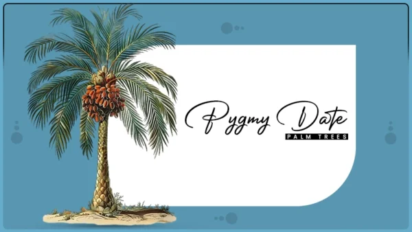 pygmy date palm trees
