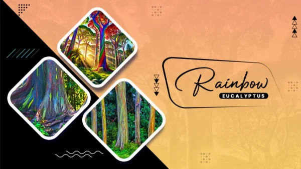 rainbow eucalyptus