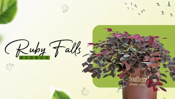 ruby falls redbud