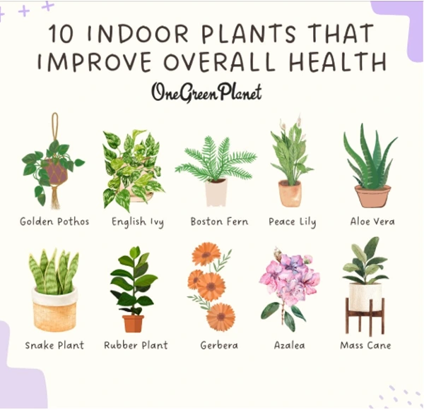 showing the benefits of the houseplants.